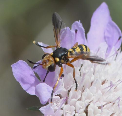 Réf. 260 731 : Conops insignis
